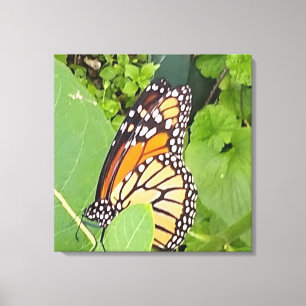 Monarch Butterfly Wrapped Canvas Leinwanddruck
