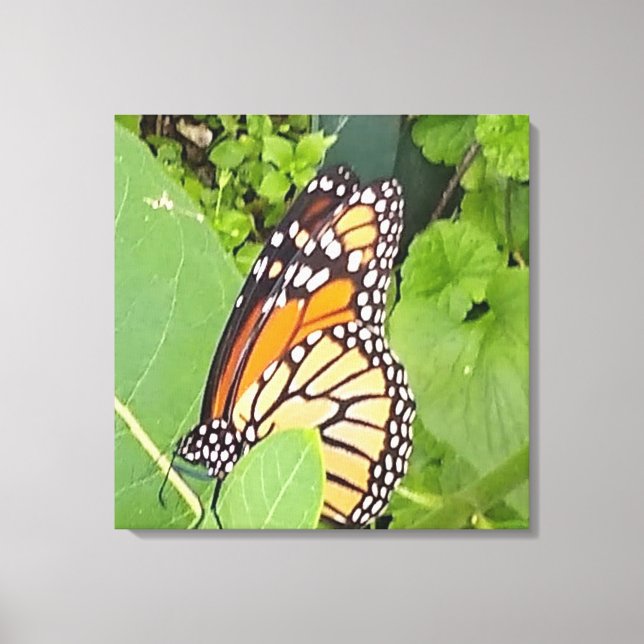 Monarch Butterfly Wrapped Canvas Leinwanddruck (Vorderseite)
