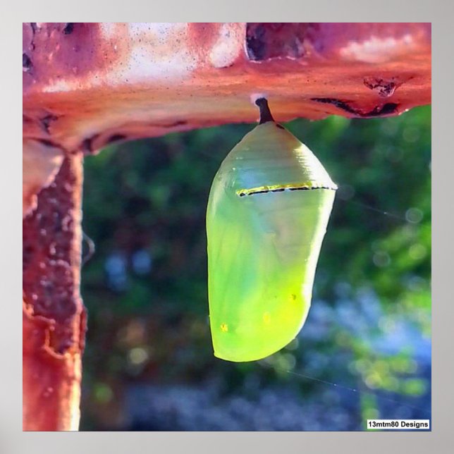 Monarch Chrysalis 2018 - Poster (Vorne)