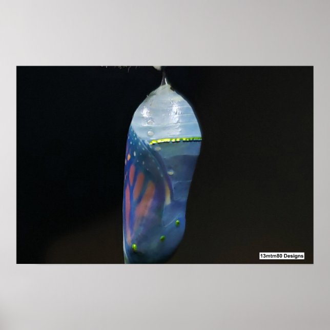 Monarch Chrysalis 2022 - Poster (Vorne)