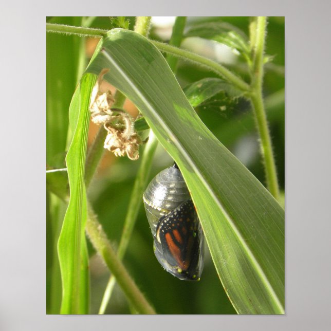 Monarch_Chrysalis_P9120583_ocpyrt Poster (Vorne)