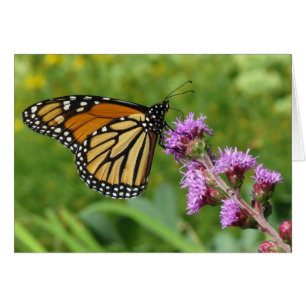 Monarch, der auf Liatris füttert