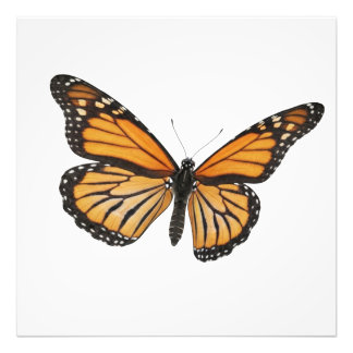 Monarch Drift Fotodruck