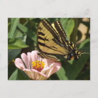 Monarch-Falter Postkarte