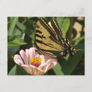 Monarch-Falter Postkarte