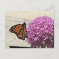 Monarch-Falter-Postkarte