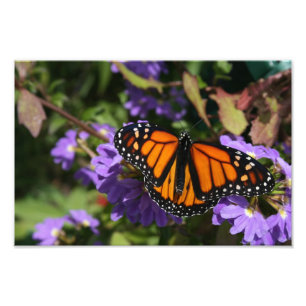 Monarch Fotodruck