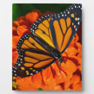 Monarch Fotoplatte