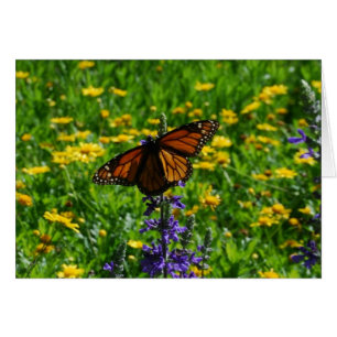 Monarch in der Wiese