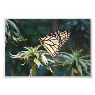 Monarch in Warten Fotodruck