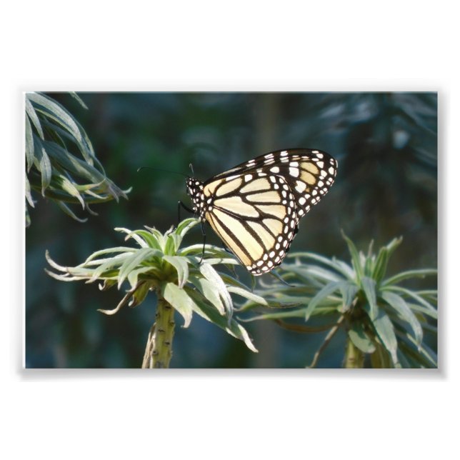 Monarch in Warten Fotodruck (Vorne)