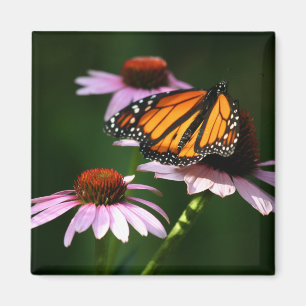 Monarch Magnet