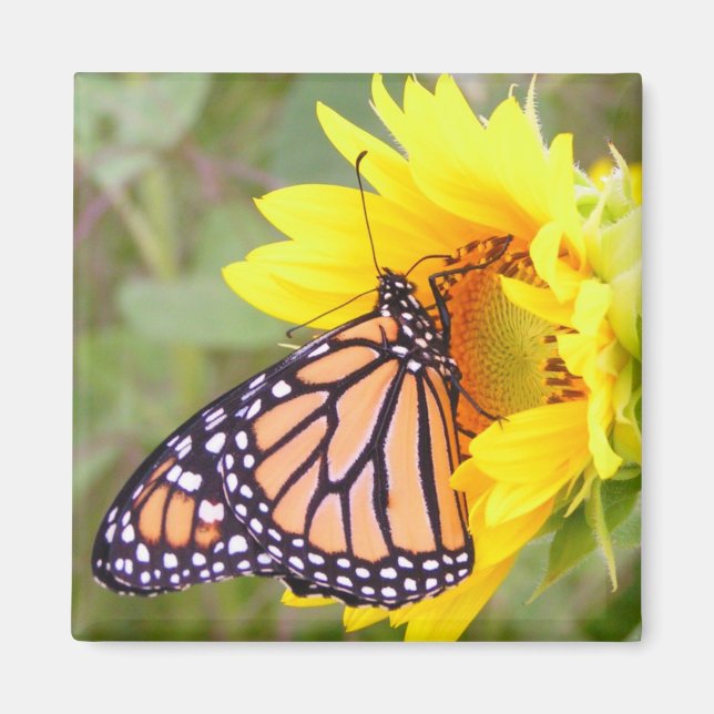 Monarch Magnet (Vorne)