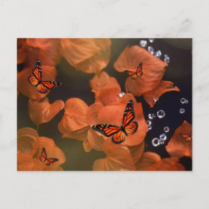 Monarch Moments Postkarte