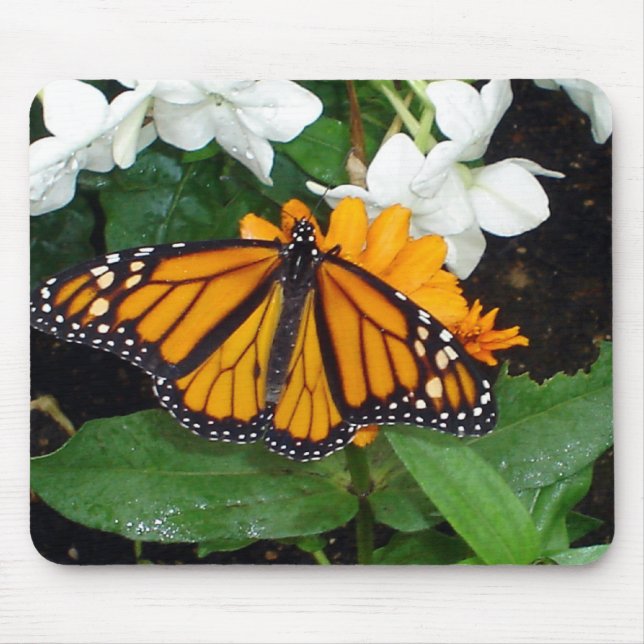 Monarch Mousepad (Vorne)