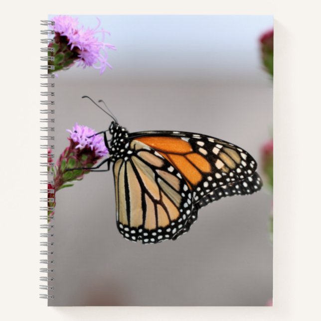 Monarch Notizbuch (Vorderseite)