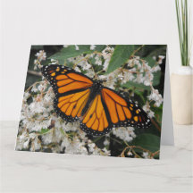 Monarch oder Milkweed Butterfly