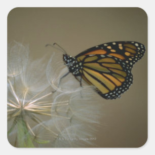 Monarch on Dandelion Quadratischer Aufkleber