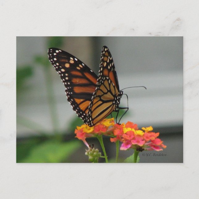 Monarch on Lantana Postcard Postkarte (Vorderseite)
