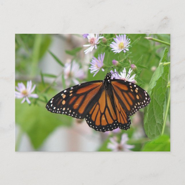 Monarch on Wild Asters Postcard Postkarte (Vorderseite)