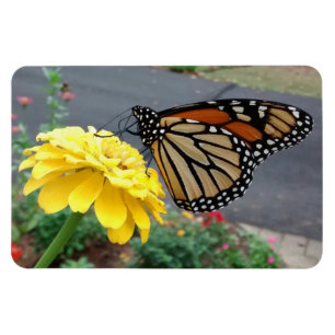 Monarch on Yellow Zinnia Photo Magnet