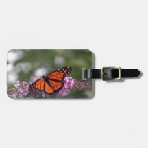 Monarch Orange Butterfly Foto