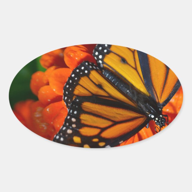 Monarch Ovaler Aufkleber (Vorderseite)