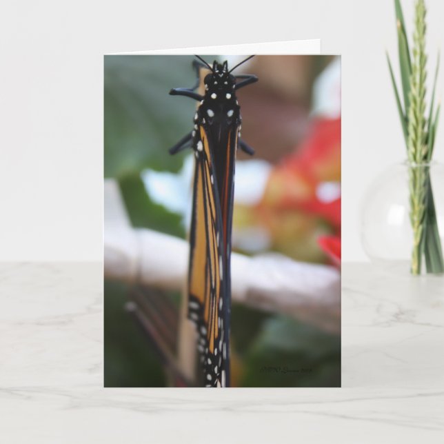 Monarch Posed Karte (Vorderseite)