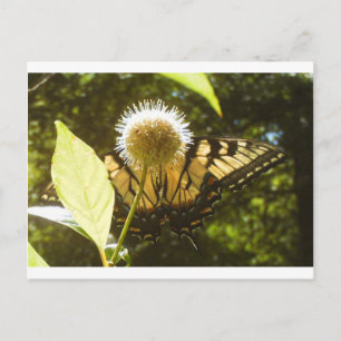 Monarch Post Card Postkarte