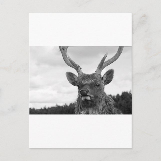 Monarch Postkarte (Vorderseite)