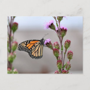 Monarch Postkarte