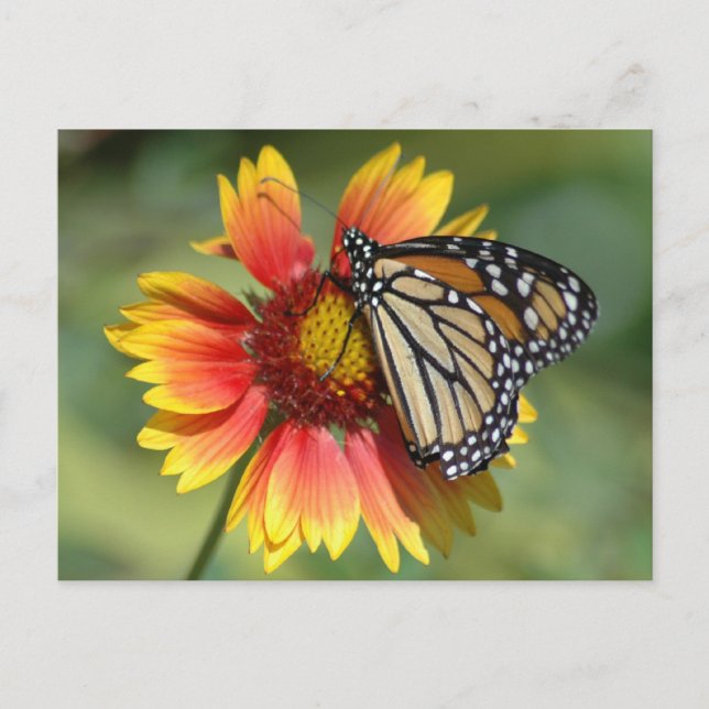 Monarch Postkarte (Vorderseite)