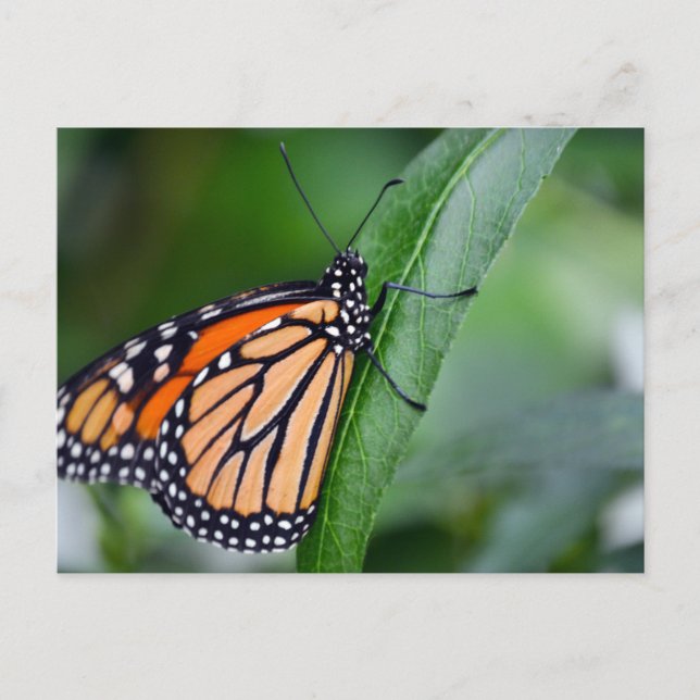 Monarch Postkarte (Vorderseite)