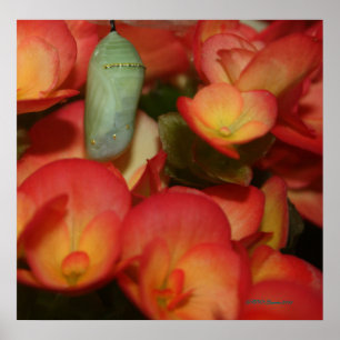 Monarch-Puppe Poster