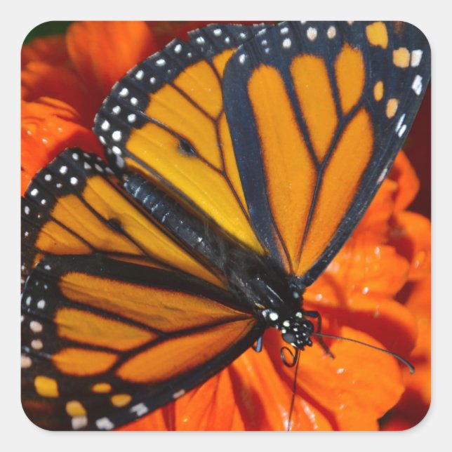 Monarch Quadratischer Aufkleber (Vorderseite)