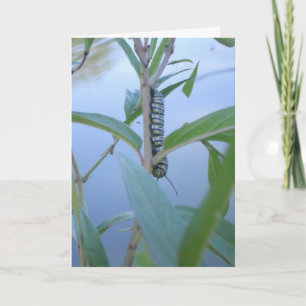 "Monarch Raupe #1" Get Well Card Karte