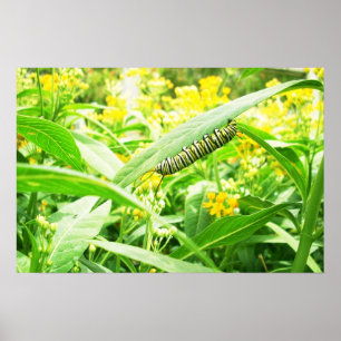 Monarch-Raupe, die auf Milkweed füttert Poster