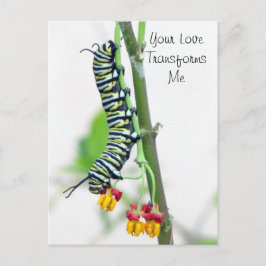 Monarch Raupe Valentine Postkarte