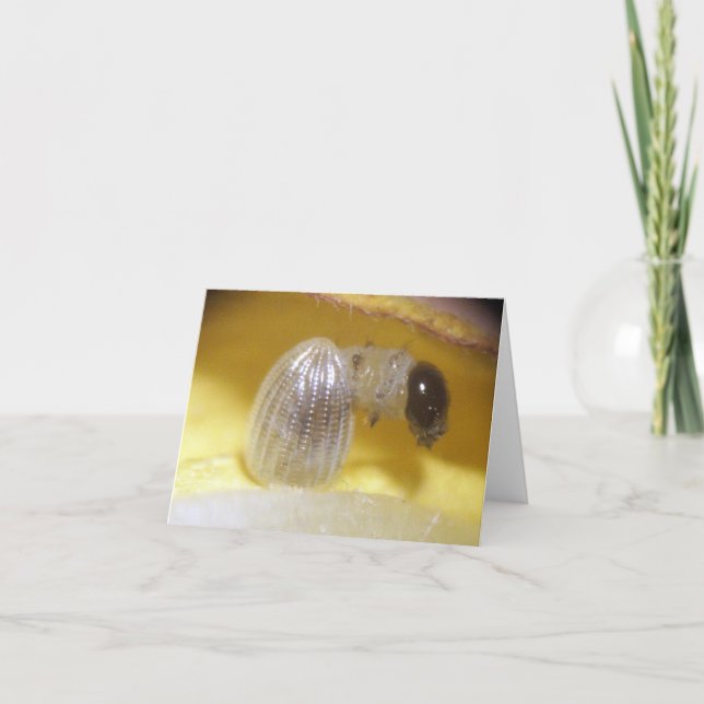 Monarch-Raupen-Anmerkungs-Karte Karte (Vorderseite)