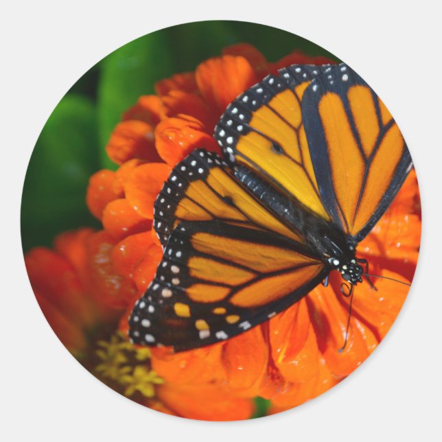Monarch Runder Aufkleber (Vorderseite)