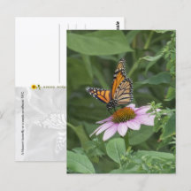 Monarch-Schmetterling auf einer violetten Kegelblu