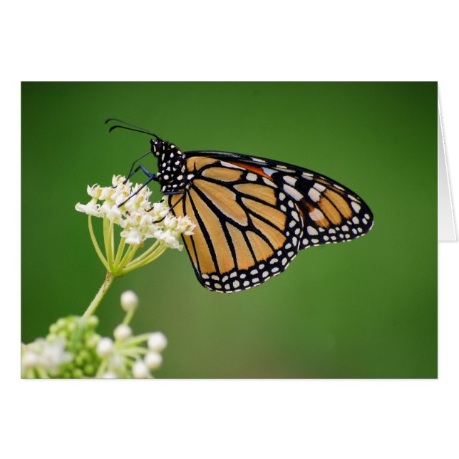 Monarch-Schmetterling auf weißer (Vorderseite (Horizontal))