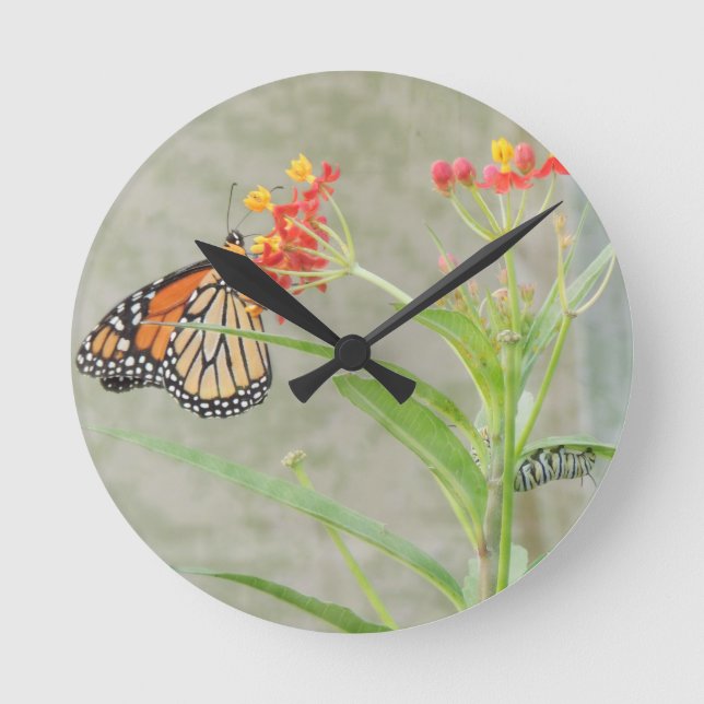 Monarch-Schmetterling und Raupe Runde Wanduhr (Vorderseite)
