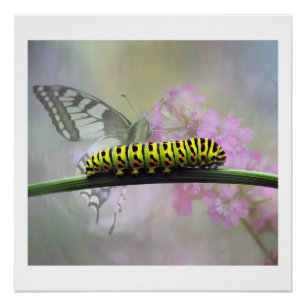 Monarch-Schmetterlings-Raupen-glattes Plakat Poster