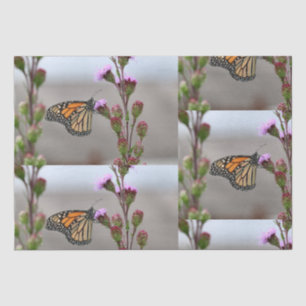Monarch Seidenpapier