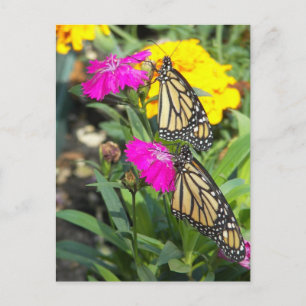 Monarch Twins #2-postcard Postkarte