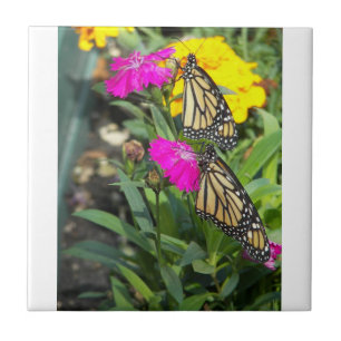 Monarch Twins #2-tile Fliese