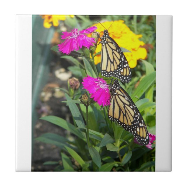 Monarch Twins #2-tile Fliese (Vorderseite)