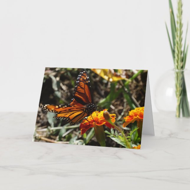 Monarch u. Ringelblume Karte (Vorderseite)
