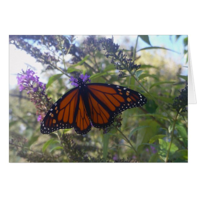 Monarch über Butterfly Bush (Vorderseite (Horizontal))